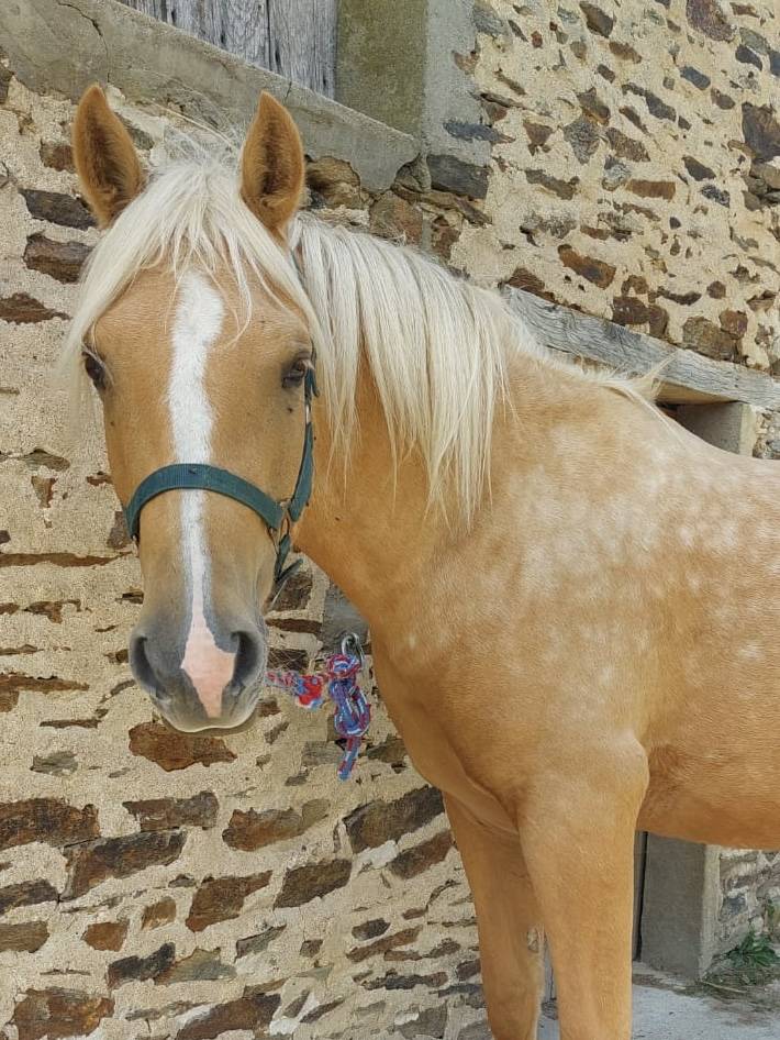 Superbe poney E / petit cheval polyvalent pour loisir