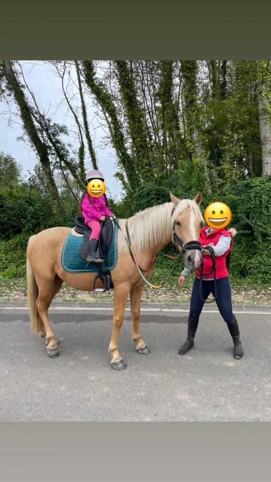 Superbe poney E / petit cheval polyvalent pour loisir
