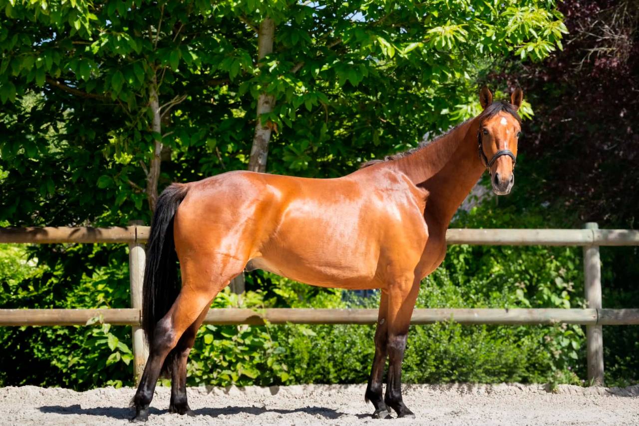 Hongre 3 ans CSO par Asca