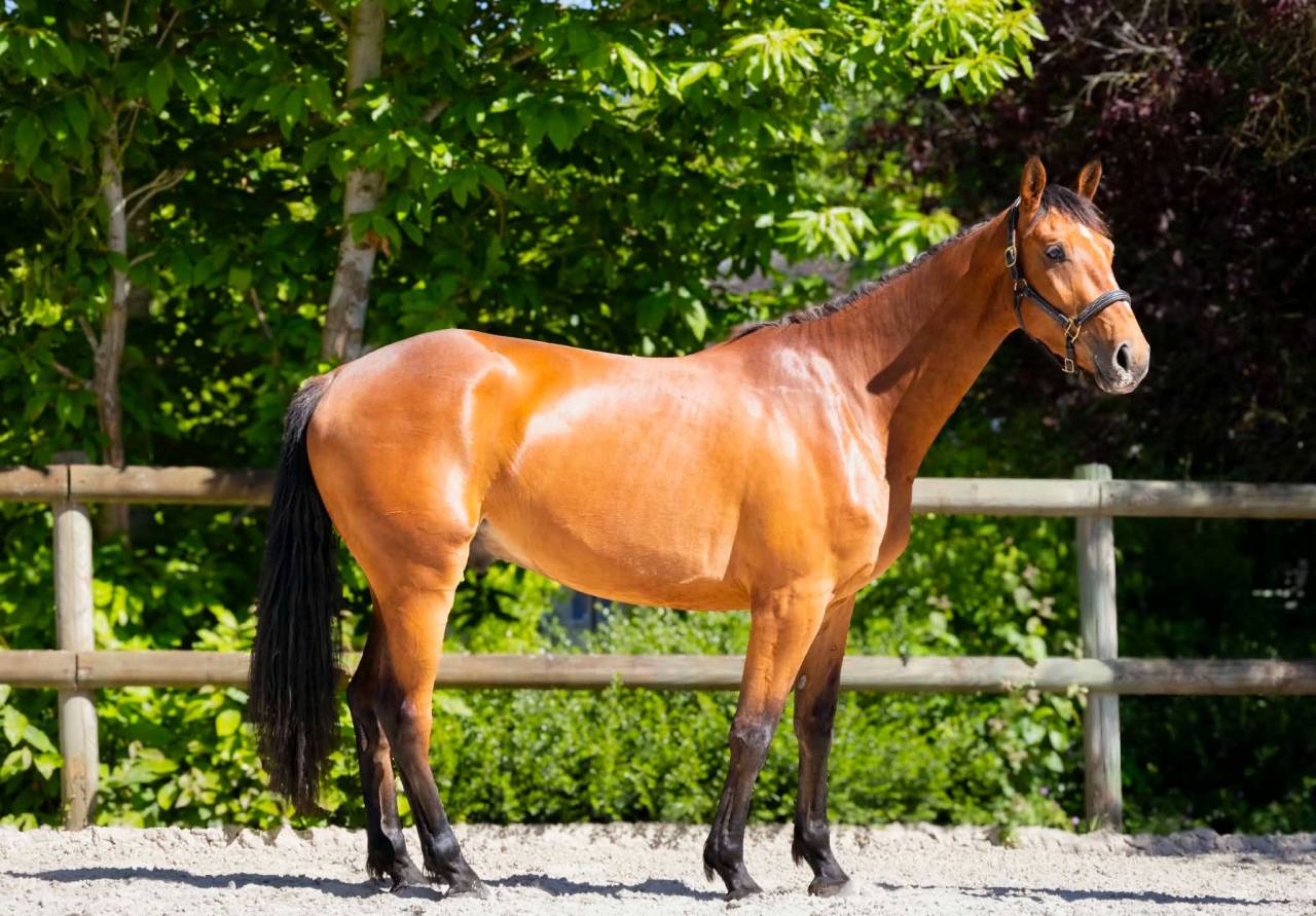 Hongre 3 ans CSO par Asca