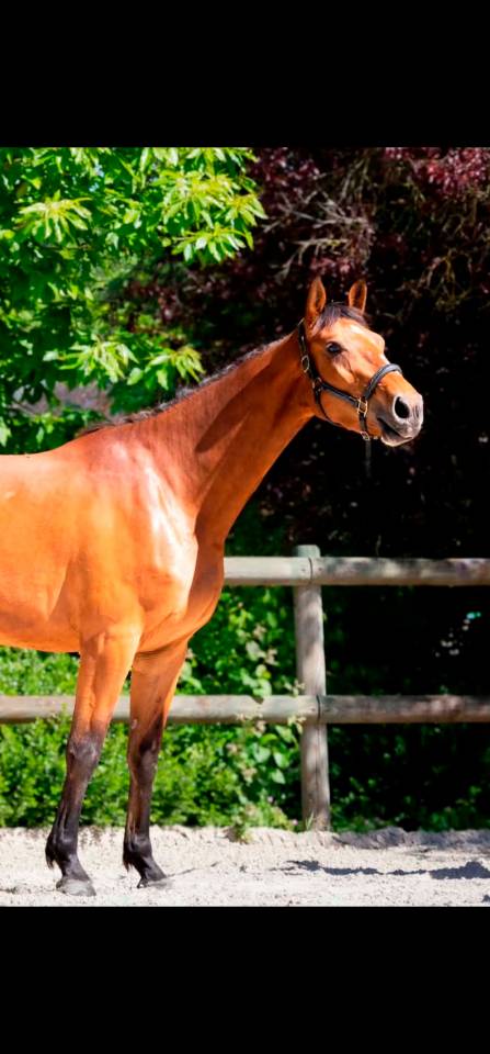 Hongre 3 ans CSO par Asca