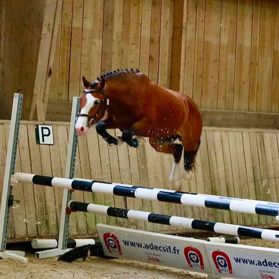 A VENDRE PFS DE 2 ANS CHAMPION DE FRANCE