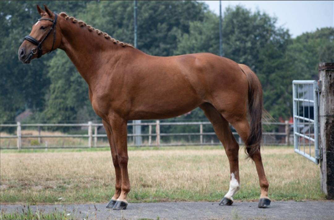 Poulini&egrave;re dressage KWPN top origines
