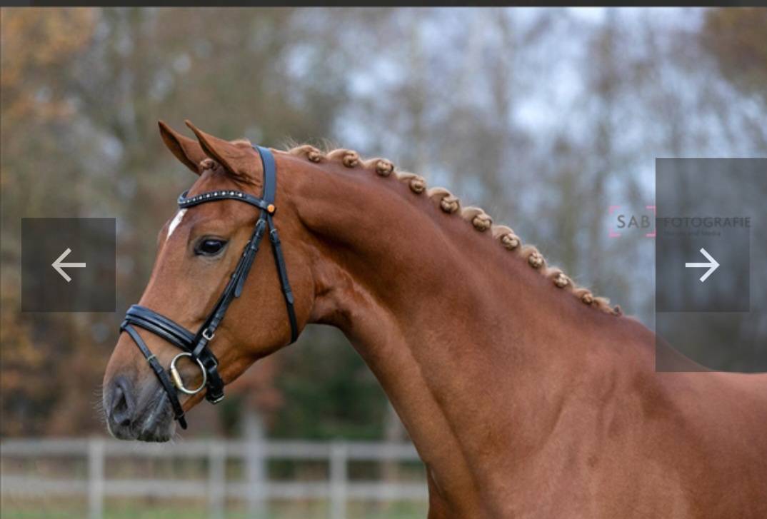 Poulini&egrave;re dressage KWPN top origines