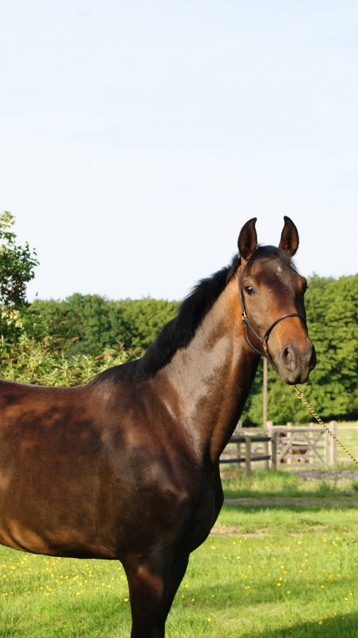 Jument 2 ans dressage kwpn par Totilas