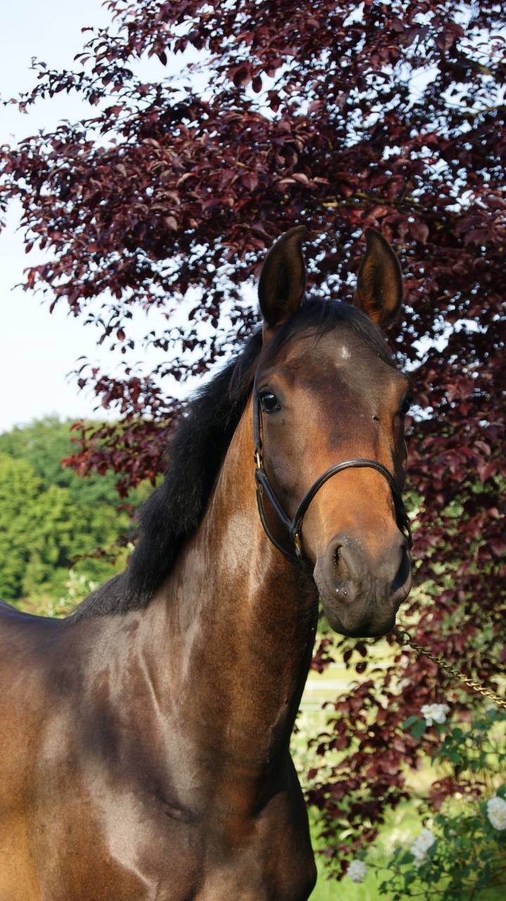 Jument 2 ans dressage kwpn par Totilas