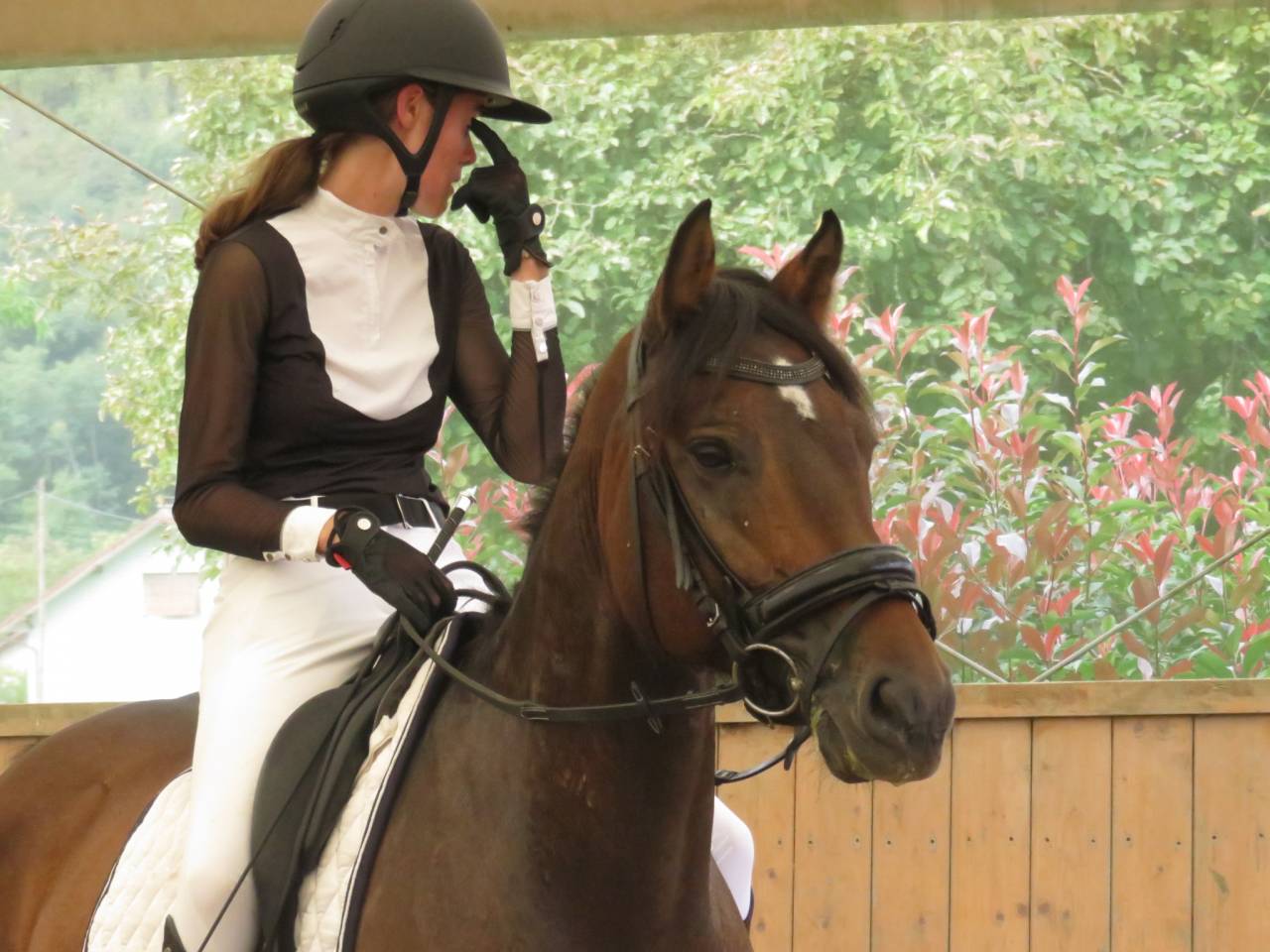 Norbi - Hongre Franche Montagne - 8 ans - 1m55 
