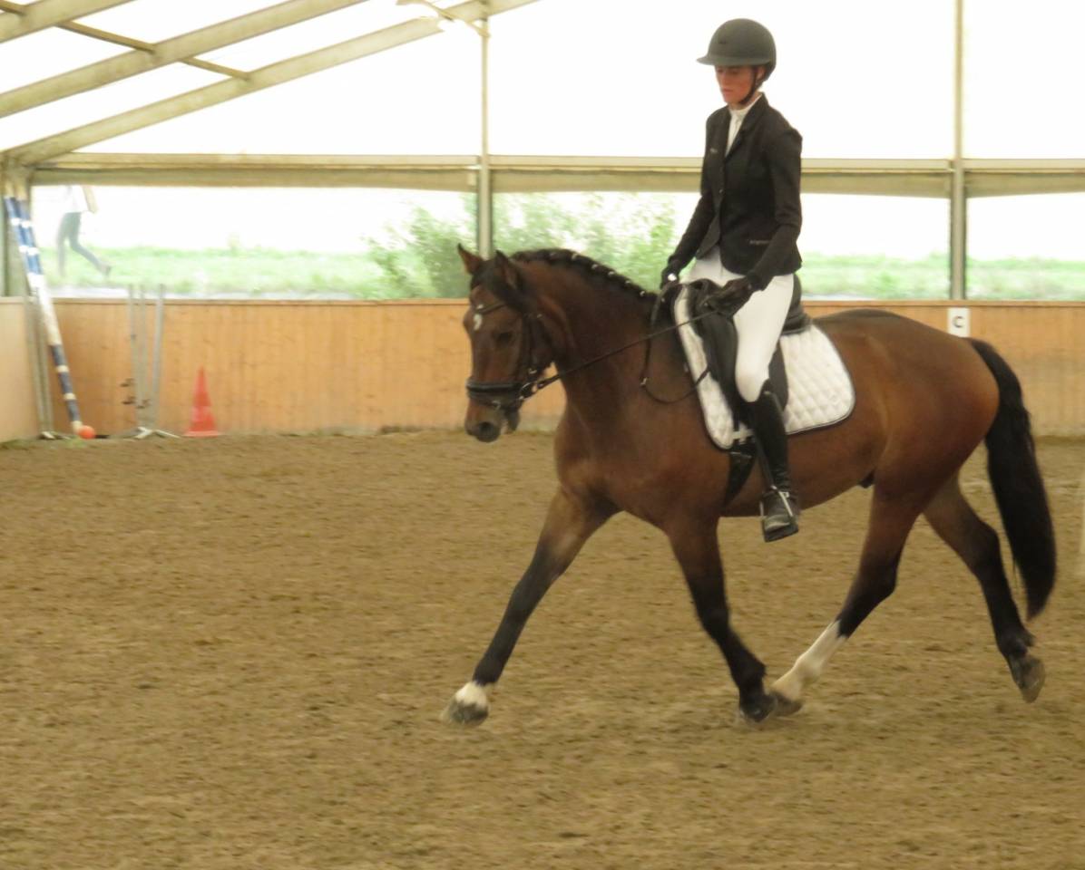 Norbi - Hongre Franche Montagne - 8 ans - 1m55 