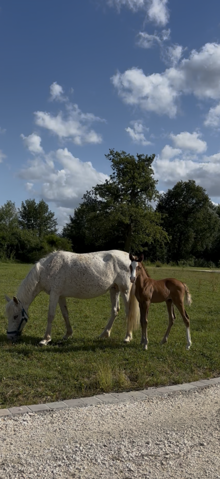 Ponette 9 ans 