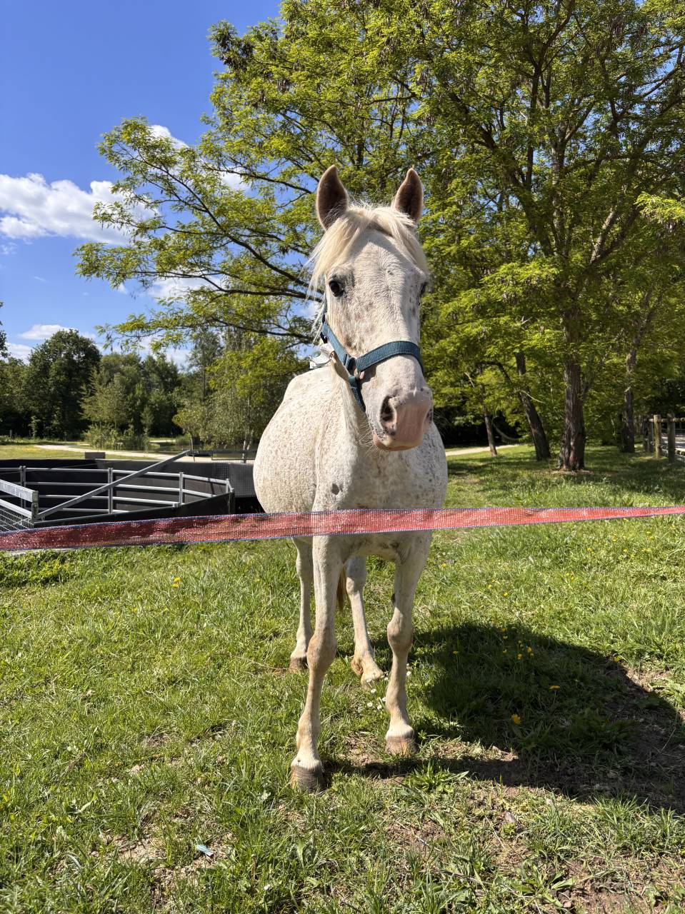 Ponette 9 ans 