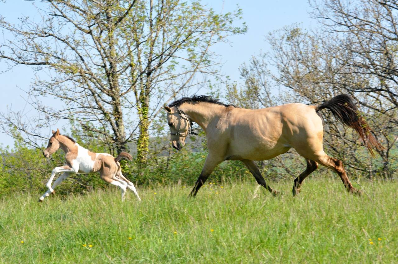 Double ponette isabelle type Quarter Horse
