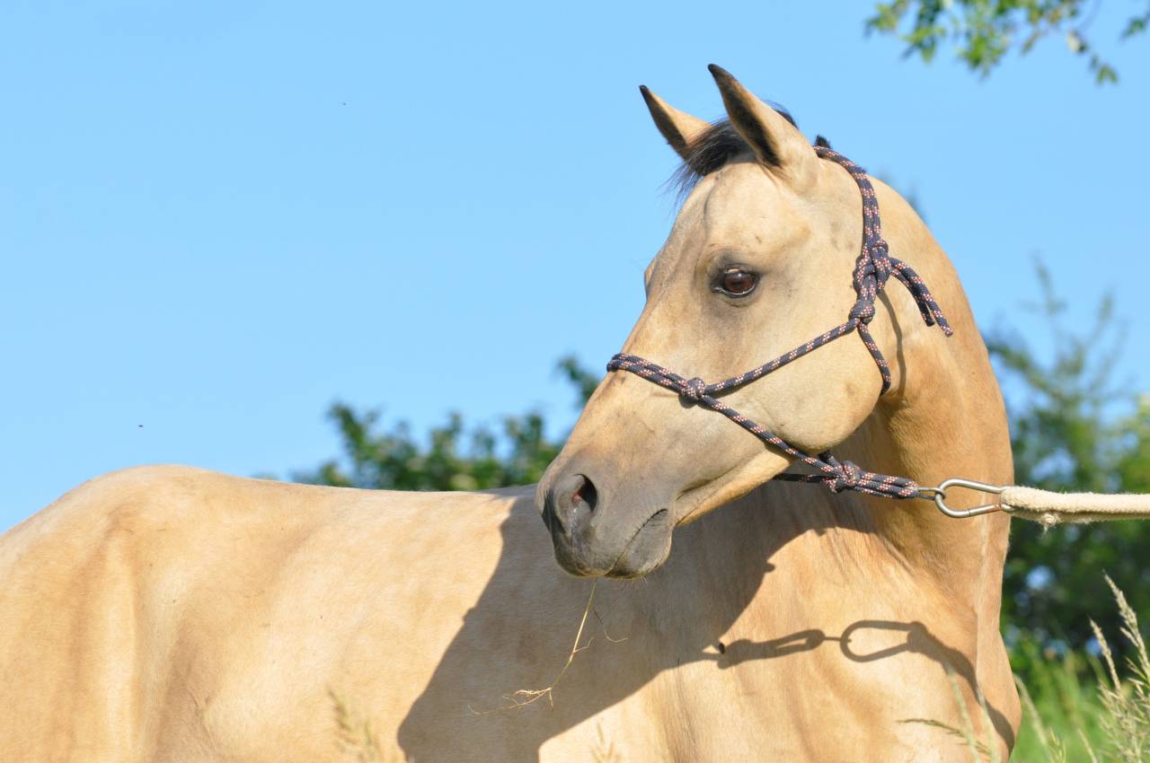 Double ponette isabelle type Quarter Horse