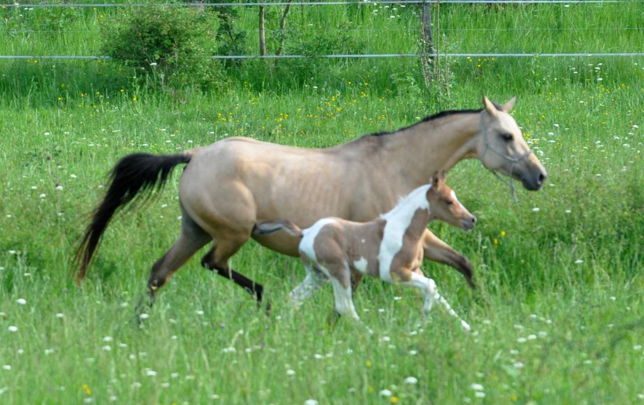 Double ponette isabelle type Quarter Horse