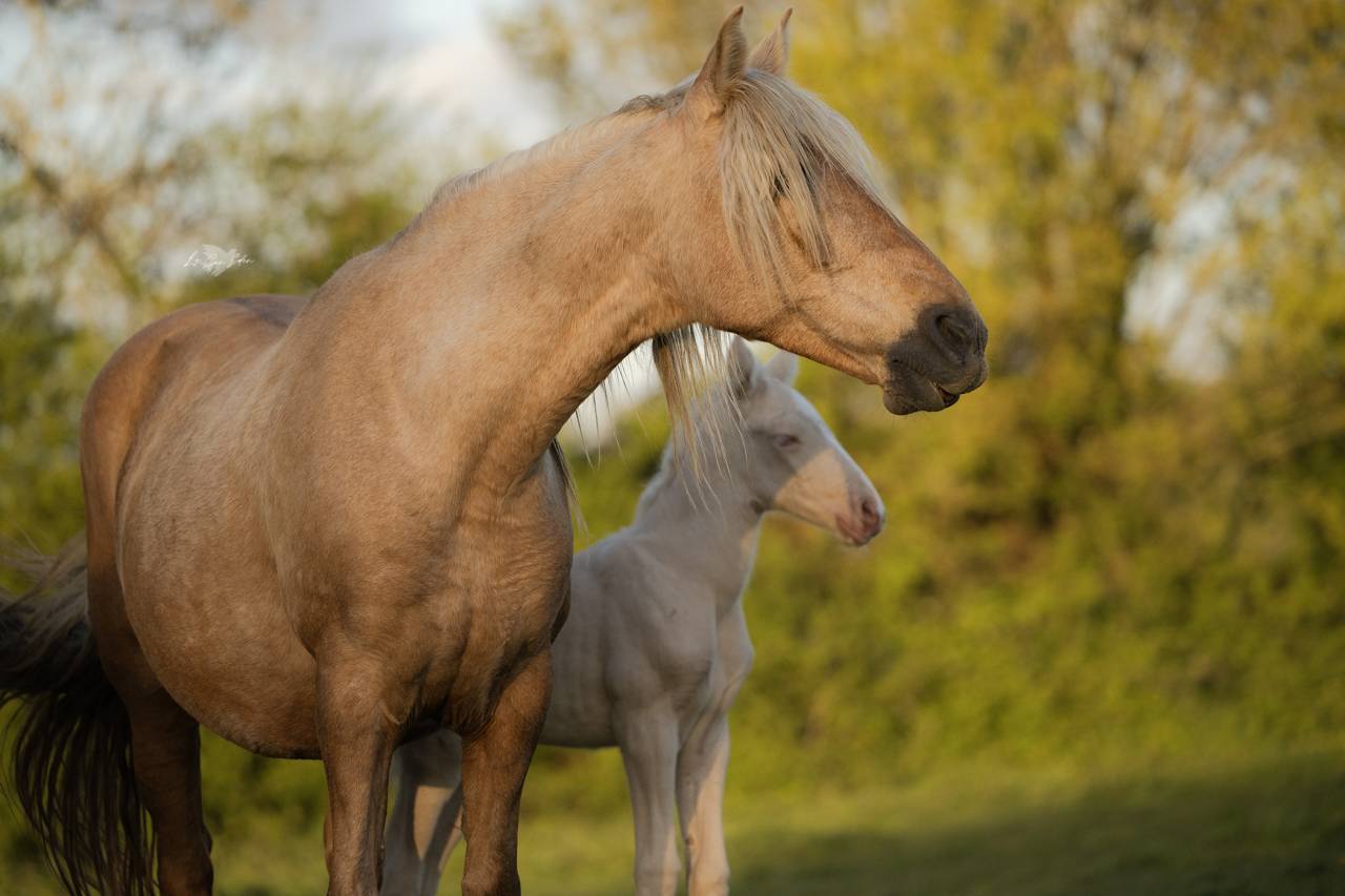 Magnifique poulini&egrave;re Pure Race Espagnole palomino