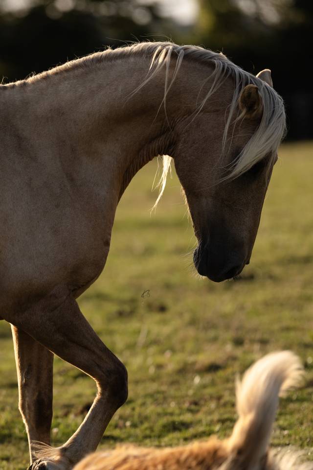 Magnifique poulini&egrave;re Pure Race Espagnole palomino