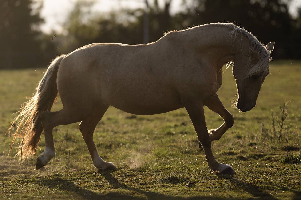 Magnifique poulini&egrave;re Pure Race Espagnole palomino