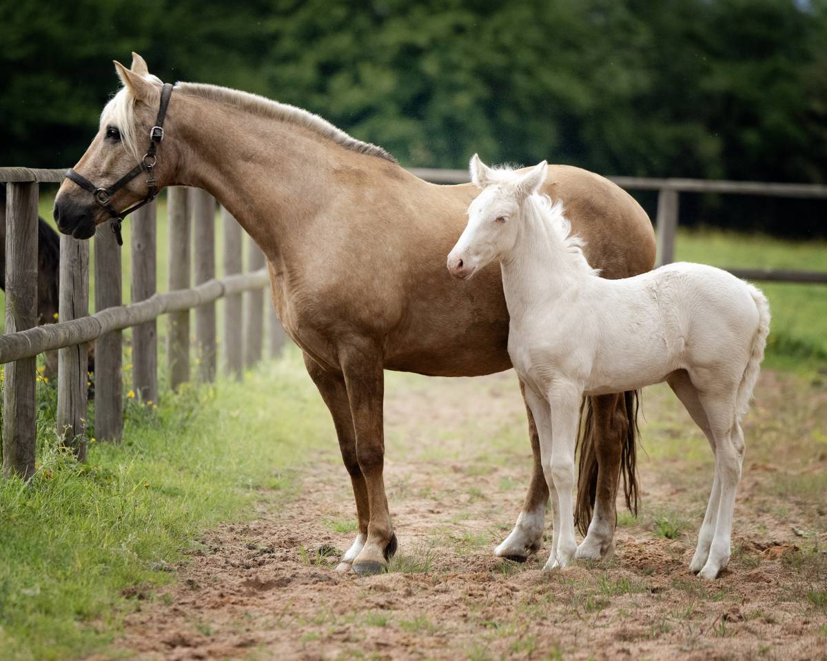 Magnifique poulini&egrave;re Pure Race Espagnole palomino