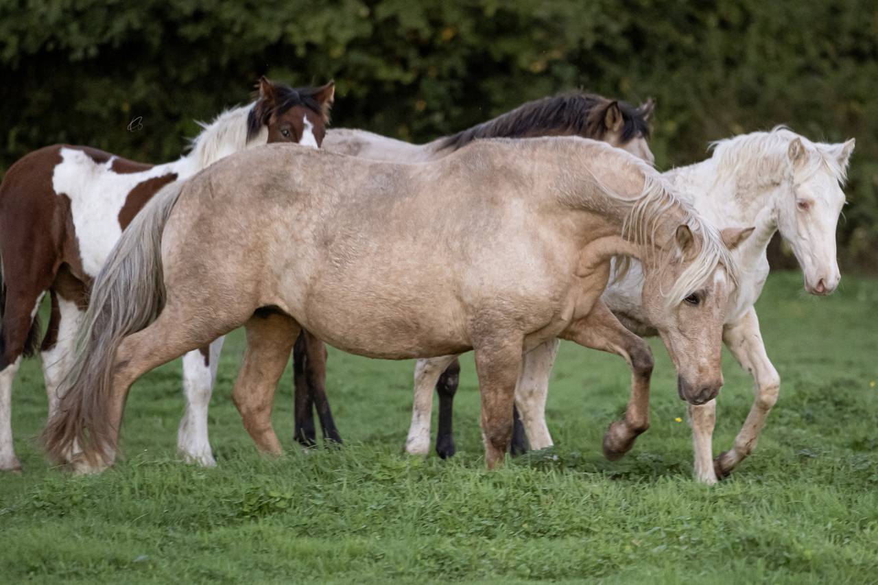 Magnifique poulini&egrave;re Pure Race Espagnole palomino
