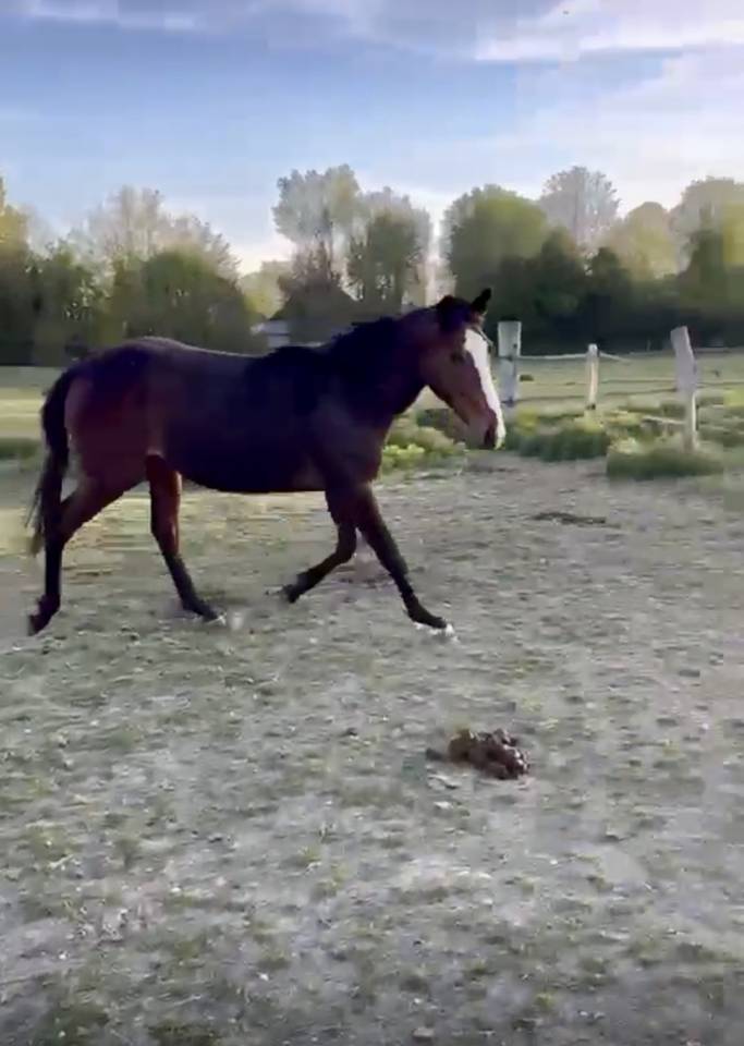Joli poulain 2 ans PP PS &agrave; faire &agrave; sa main pr&eacute; d&eacute;bourr&eacute;