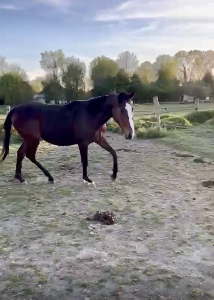 Joli poulain 2 ans PP PS &agrave; faire &agrave; sa main pr&eacute; d&eacute;bourr&eacute;
