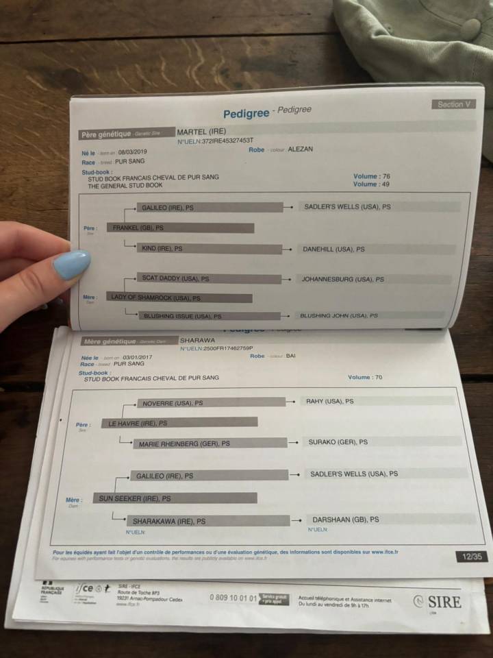 Joli poulain 2 ans PP PS &agrave; faire &agrave; sa main pr&eacute; d&eacute;bourr&eacute;