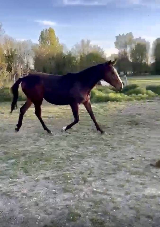 Joli poulain 2 ans PP PS &agrave; faire &agrave; sa main pr&eacute; d&eacute;bourr&eacute;