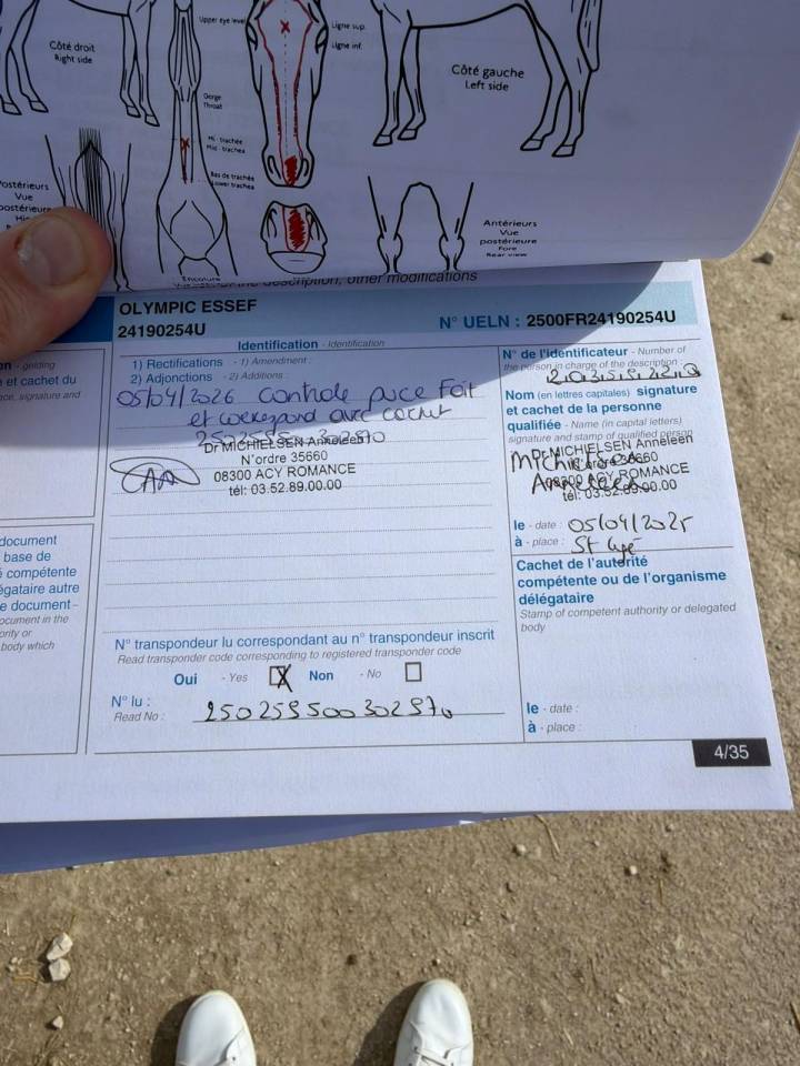Joli poulain 2 ans PP PS &agrave; faire &agrave; sa main pr&eacute; d&eacute;bourr&eacute;