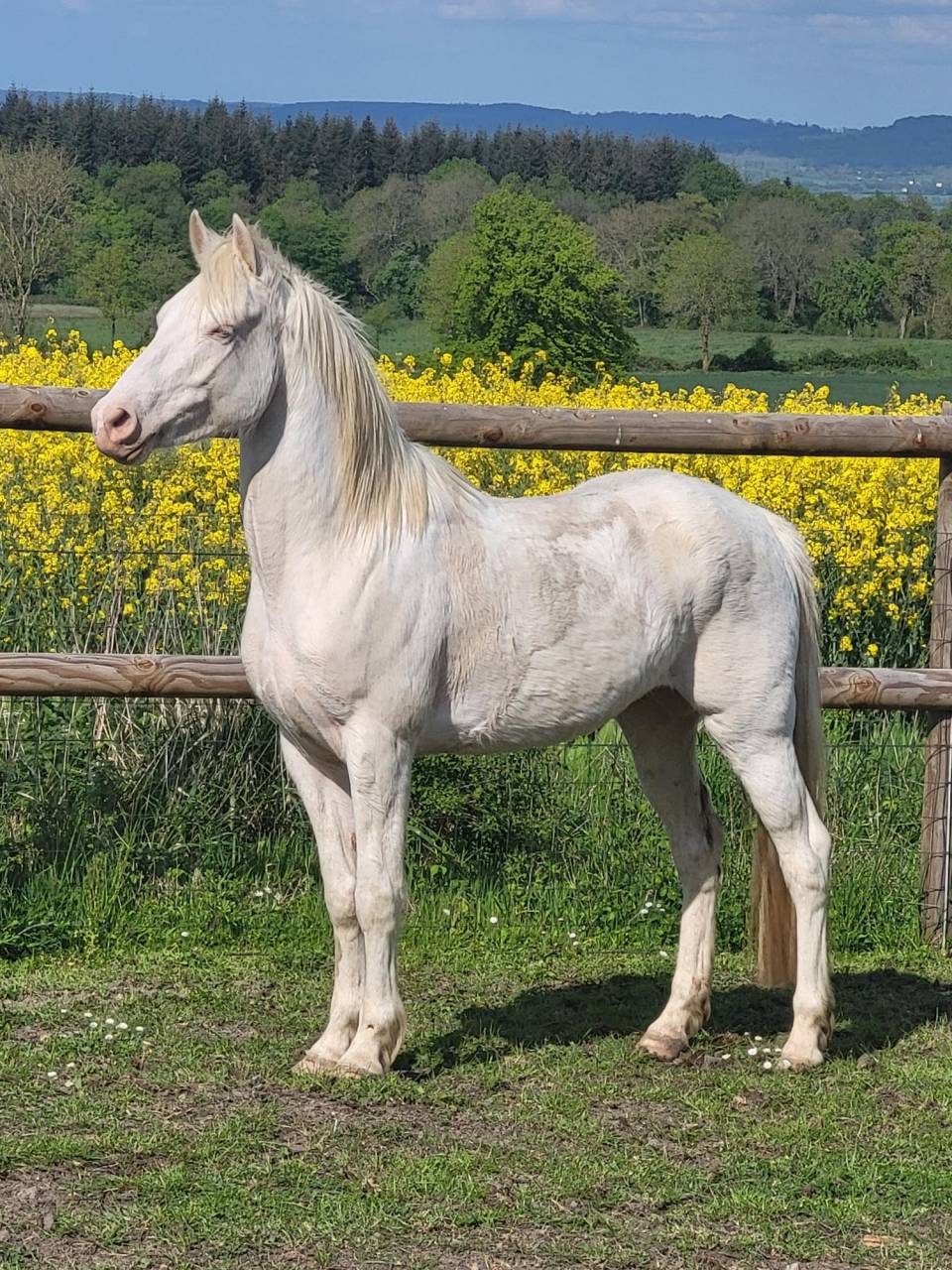 Poney D hongre couleur cr&egrave;me