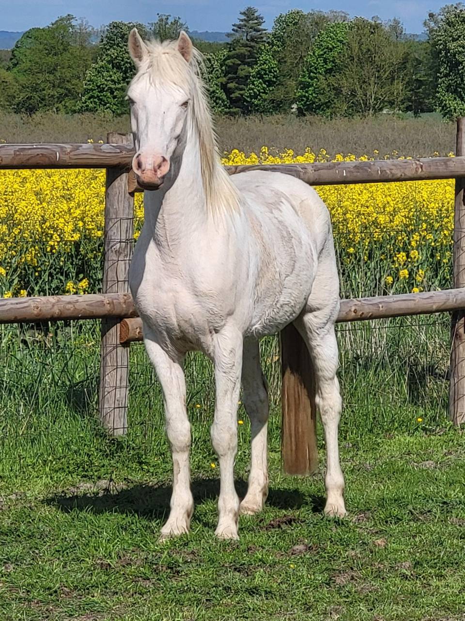Poney D hongre couleur cr&egrave;me