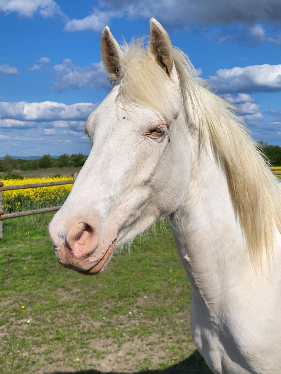 Poney D hongre couleur cr&egrave;me