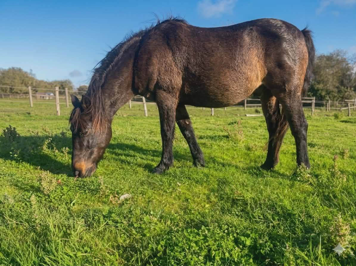 poney de compagnie