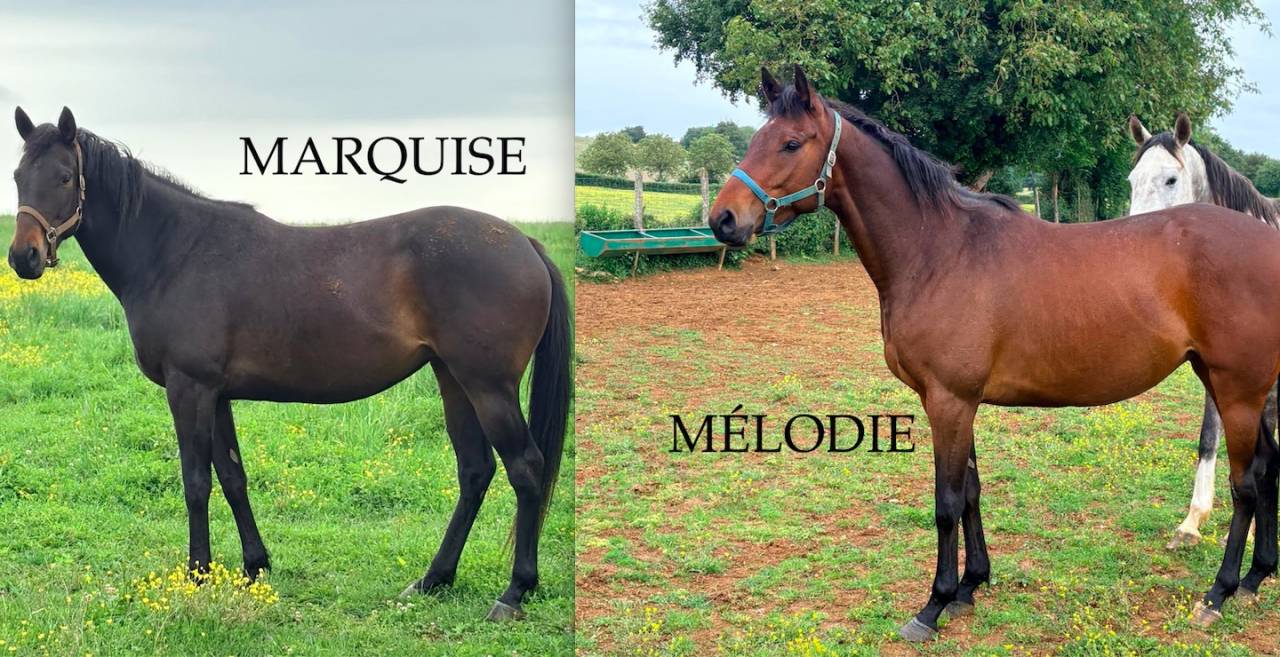 JEUNES CHEVAUX AQPS
