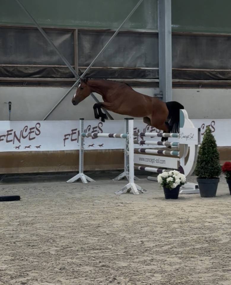 Jument 4 ans - BWP