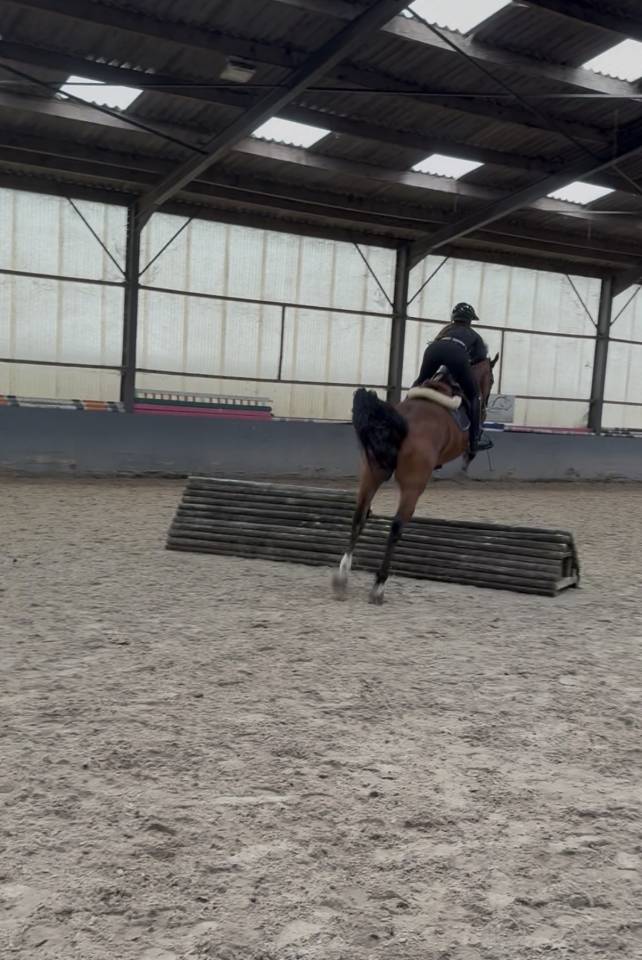 Jument 4 ans - BWP