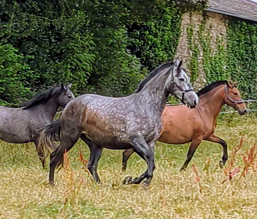 Jument pure race Espagnole 5 ans