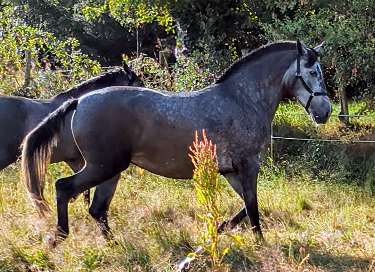 Jument pure race Espagnole 5 ans