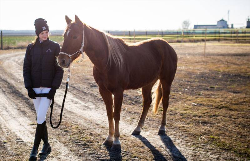 Quater Horse sensible