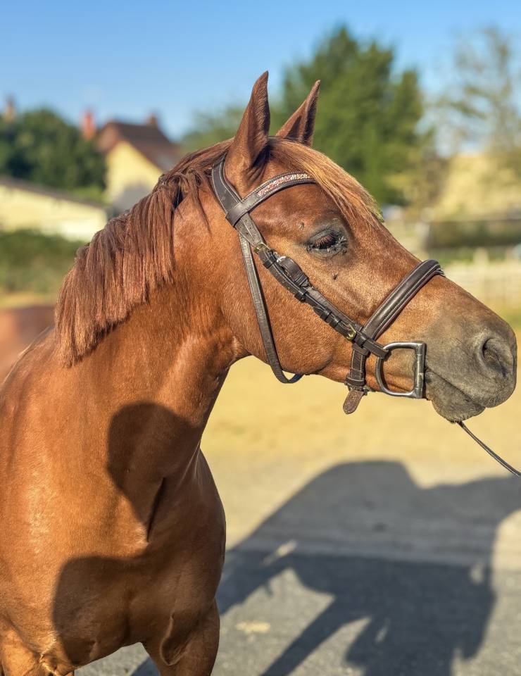 Poney C de sport 