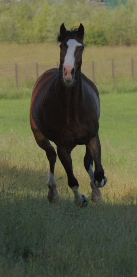Hongre cheval 
