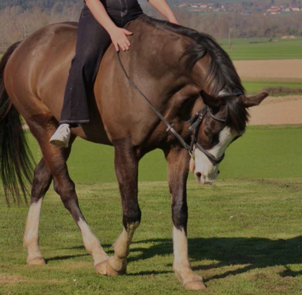 Hongre cheval 