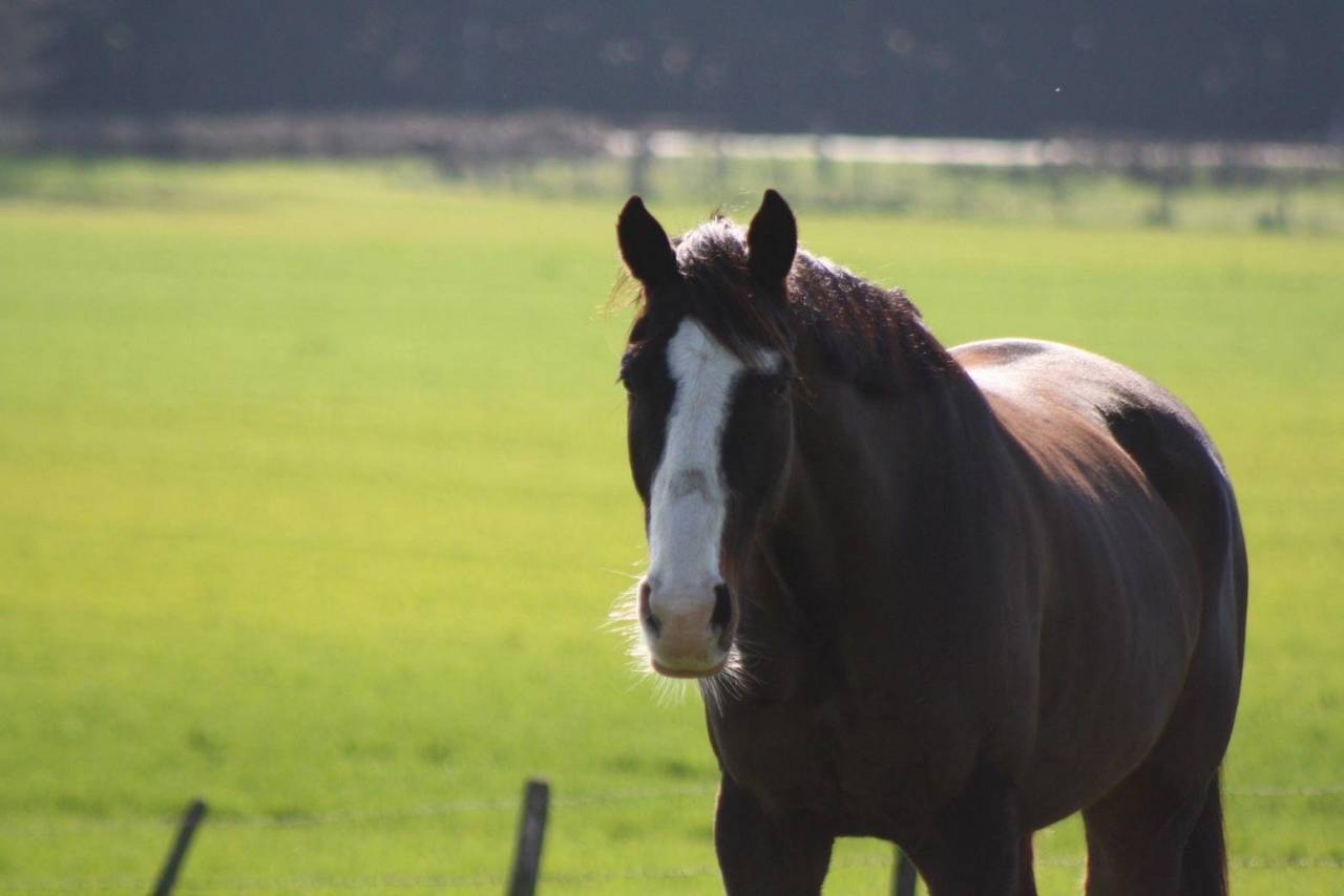 Hongre cheval 