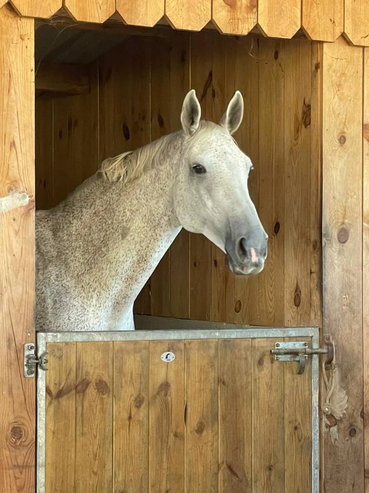 Ancien cheval de Grand Prix &ndash; Retraite active