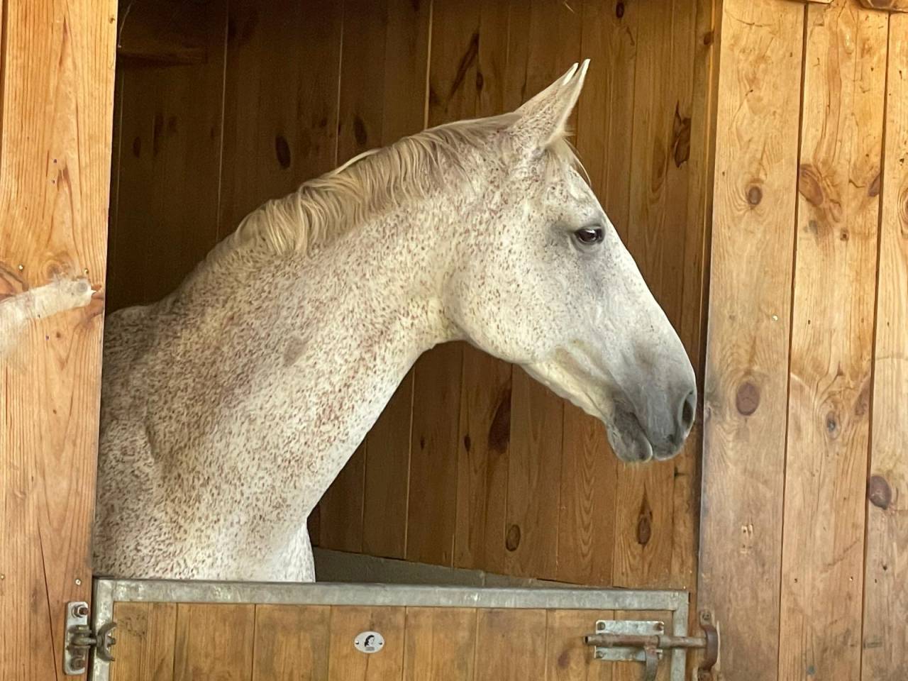 Ancien cheval de Grand Prix &ndash; Retraite active