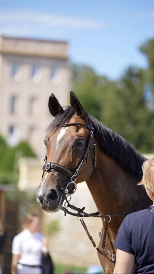Jument de Sport a louer pour minimum un an