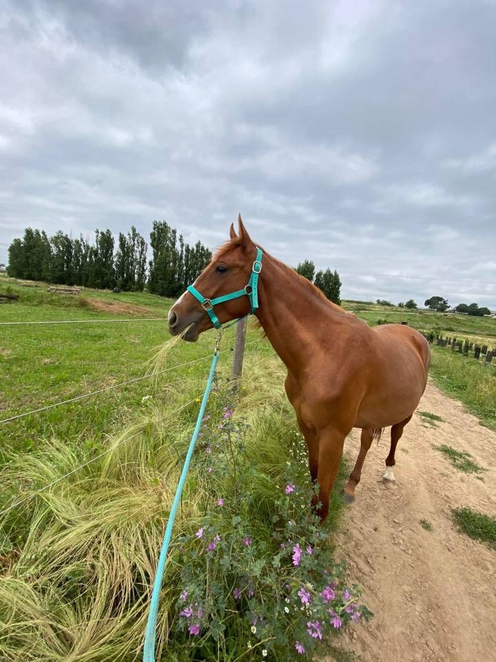 My love du courbis  4 ans 