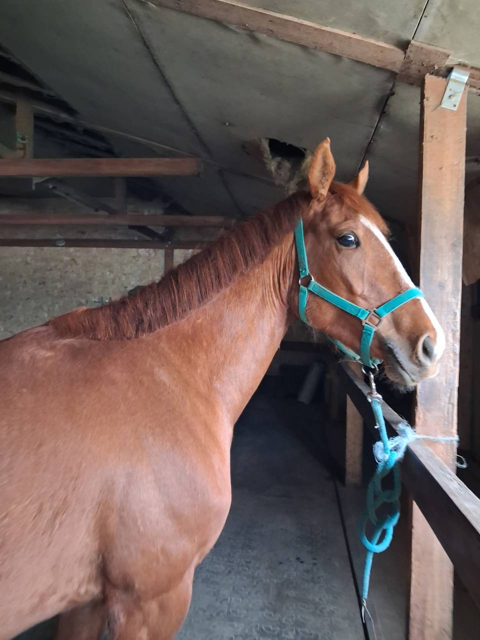 My love du courbis  4 ans 