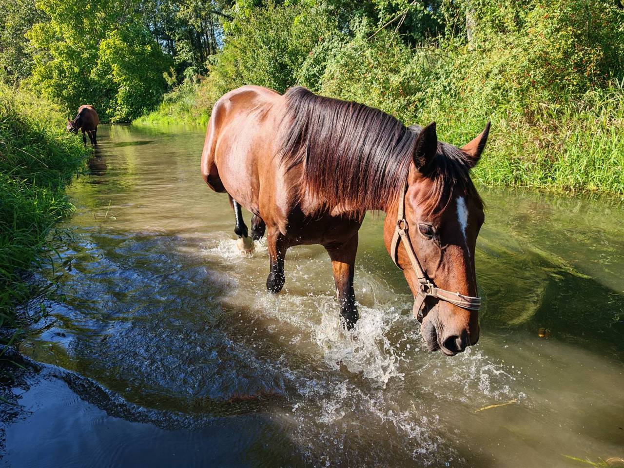 Lunderthaker adorable trotteur de 5ans