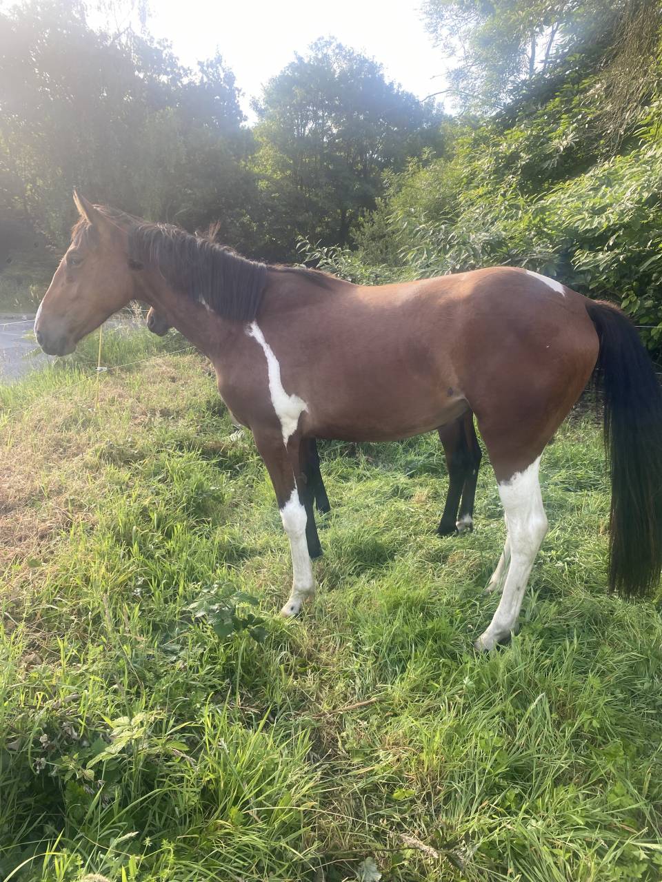 Jument 2 ans Pie baie