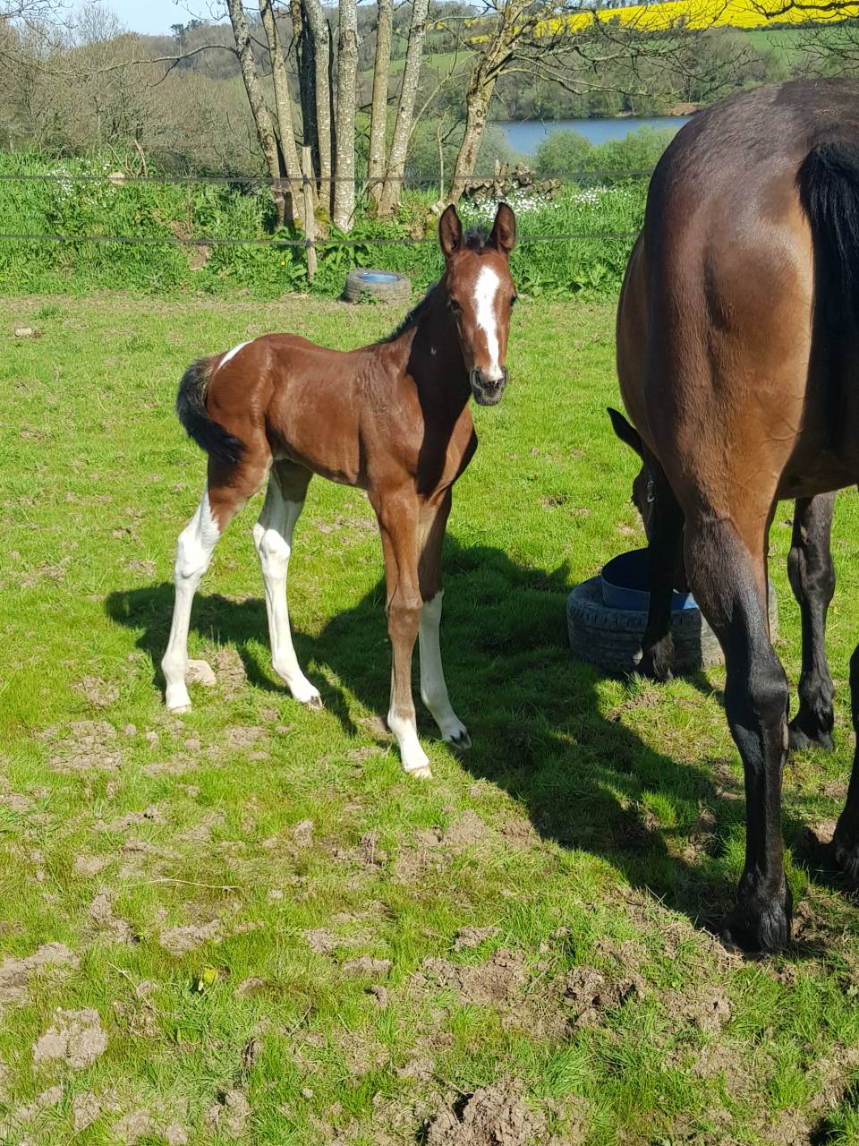 Jument 2 ans Pie baie