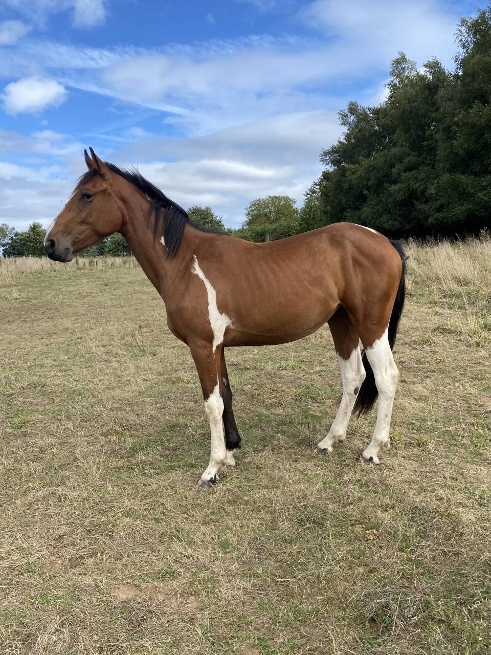 Jument 2 ans Pie baie CSO